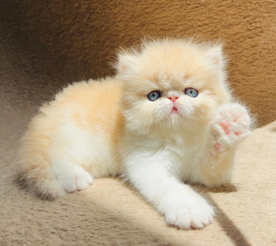 عکس آگهی نژاد پرشین